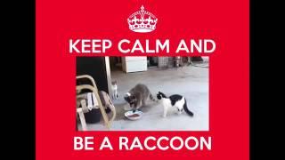 Funny Raccoons Keep Calm And Be A Raccoon HD Epic Laughs