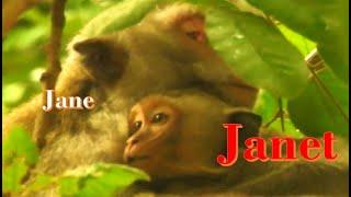 Janet Get milk full mercy & warming from Jane monkey mom , fr