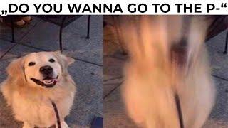 DOG MEMES