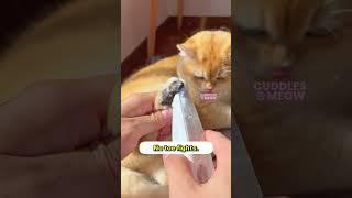 Why Your Cat’s Feet Smell 