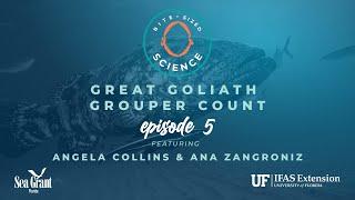 Bite-sized Science: Great Goliath Grouper Count