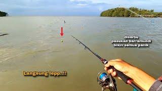 Gak nyangka..!! Kakap putih pada kelaparan setelah hujan || Mancing barramundi umpan udang hidup