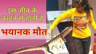 ऐसा जीव जिसके काटने से होता है भयंकर bacteria attack| indian monitor lizard| विषखोपडा |