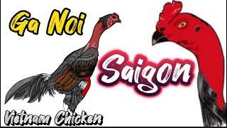 Mengenal Ayam Ga Noi / Saigon Lebih Detail || Ayam Laga Yang Berasal Dari Vietnam