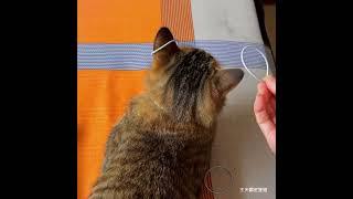 cat & cuteness #cat #viral #entertainment #timepass #funnyvideo #animals