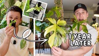 12 MONTHS OF GROWTH - Philodendron 'Florida Beauty' - Plant Spotlight & Care Tips