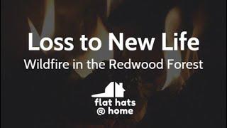 Wildfire in the Redwood Forest