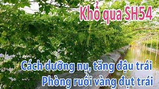 Kỹ thuật trồng khổ qua SH54: Cách dưỡng nụ, tăng khả năng ra hoa đậu trái, phòng trừ ruồi vàng