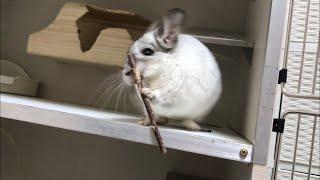 Chinchilla gets angry and throws snacks