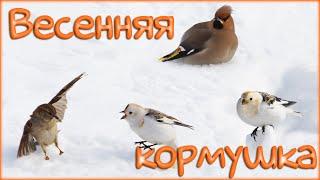 Весенняя кормушка (Spring bird feeder)