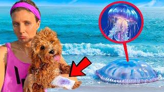 Jellyfish ATTACKED my DOG!!! will he be OKAY…