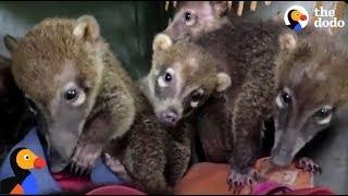 5 Baby Coatis Stick Together After Losing Families | The Dodo