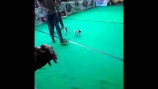 kadek diana Puspita dogshow bali