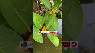 Ripe banyan fruit | Agricultural production, food processing #farming  #agricultural