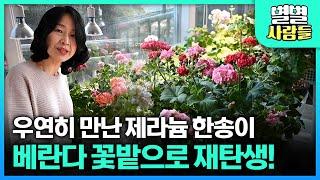 여기가 아파트 베란다라고? 365일 화사한 꽃으로 가득한 베란다 정원 [ 별별사람들 ] 20230208