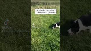 5 #sheepdog #dogtraining #dogwhistle #dog Top tips on sheepdog training
