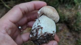 Porcini / Cep / Penny Bun - Foraging Mushrooms UK (Boletus edulis)