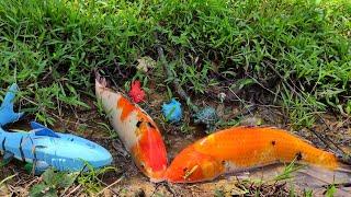 Catch real koi fish, tortoise, squid, iguana, ornamental fish, shark - Part62