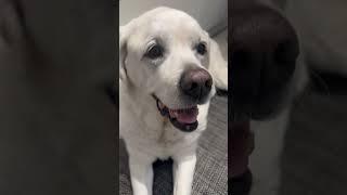 Cranberry sauce on the head!!! #labradorretreiver ##fypyoutube #thanksgiving @TheCranberriesTV