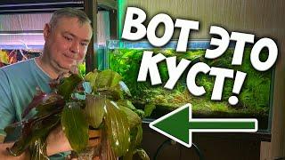 Ну и кустяра вымахал! Меняю Эхинодорусы и делаю легкий редизайн