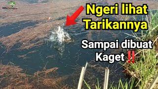 Detik-detik menegangkan‼️saat umpan disambar predator | Solo Fishing