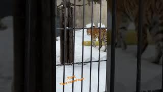 虎怕虎 Tiger scared tiger at Asahiyama Zoo #走吧肥象日常