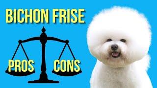 Bichon Frise Pros and Cons ( The Good and Bad )