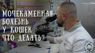 Что НУЖНО ЗНАТЬ о мочекаменной болезни? Как помочь питомцу?