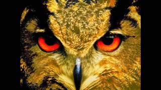 Chat with Golden Eagle-owl On Dating