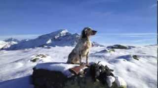 Caccia alla Pernice Bianca con il setter inglese