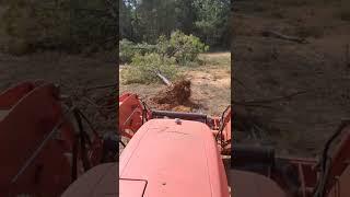 How to REMOVE pine trees with COMPACT tractor!! NO STUMPS!!!! BEST WAY!