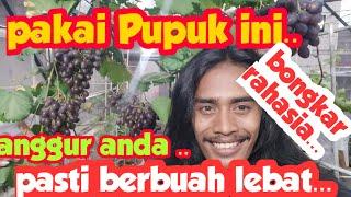 BONGKAR RAHASIA.!!!!.. PUPUK ANGGUR agar berbuah Banyak..