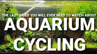 Cycling An Aquarium - Everything You Need To Know!