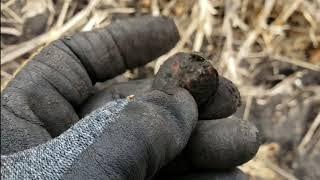 Terra Firma Detecting with XP Len Quelland "Big Iron & Relics Galore!"