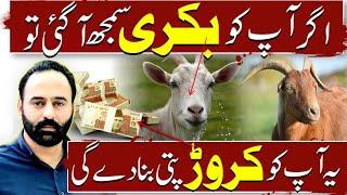 Goat will make you a millionaire | Goat Farming |