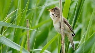 Marsh warblers (Acrocephalus palustris) imitate European and African birds. For close-ups skip intro