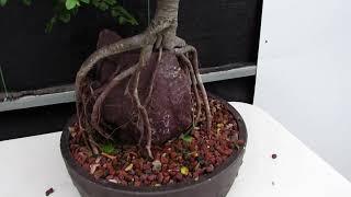 Chinese Elm Specimen Root Over Rock Bonsai Tree