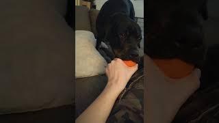puppy playtime (2/4)