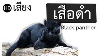 เสียงเสือดำ_black panther sound