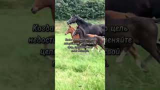 цитаты #лошади #омархайям #умныемысли #афоризмы  #цитатывеликих #красивоевидео