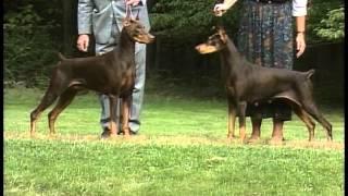 Doberman Pinscher - AKC Dog Breed Series