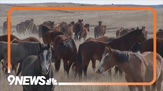 Born to Buck: Colorado ranch breeding bucking horses