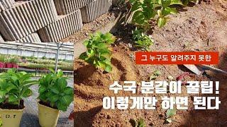 수국 분갈이 및 관리 노하우 대방출!