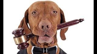 BEST DOG LAW COURSE