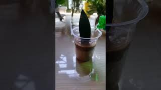 snake plant grow # snake plant # Aparna gardener