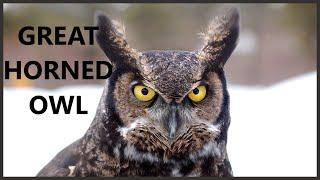 Great horned owl call from big forest!