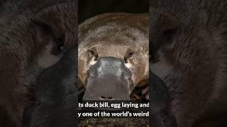 Yes: A Mammal That Actually Lays Eggs! Subscribe @wildbiosphere to learn more #rareanimals