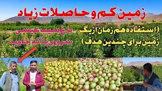 Fresh Organic Apple  Farm in Hotqol Jaghori Afghanistan   زمین کم و حاصلات زیاد