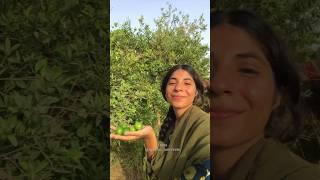 Mini vlog—15 | apne khet sy taza fruits tore ️| village life daily routine #minivlog #ytshorts