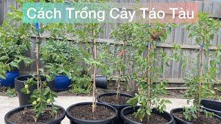 CUỘC SỐNG ÚC l CÁCH TRỒNG VÀ CHĂM SÓC CÂY TÁO TÀU RA NHIỀU TRÁI l HOW TO GROW JUJUBE